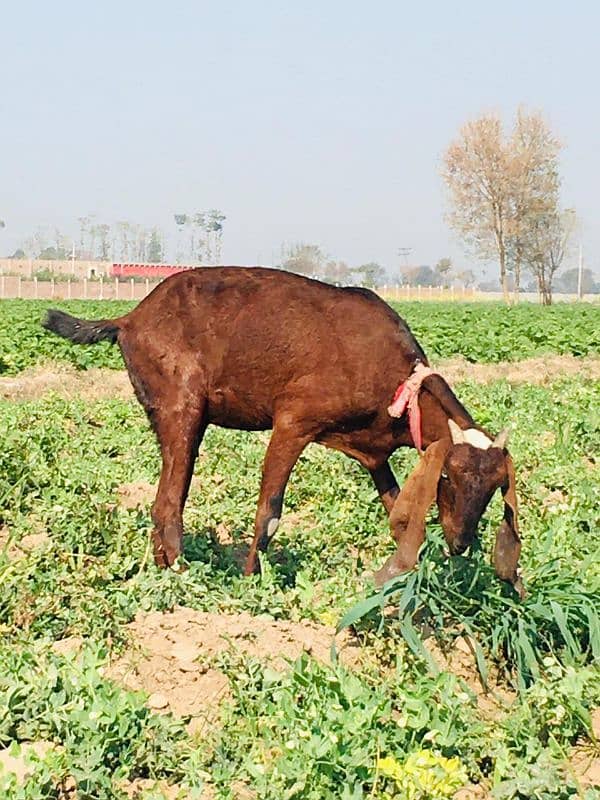 Desi Female Bakri for sale 0