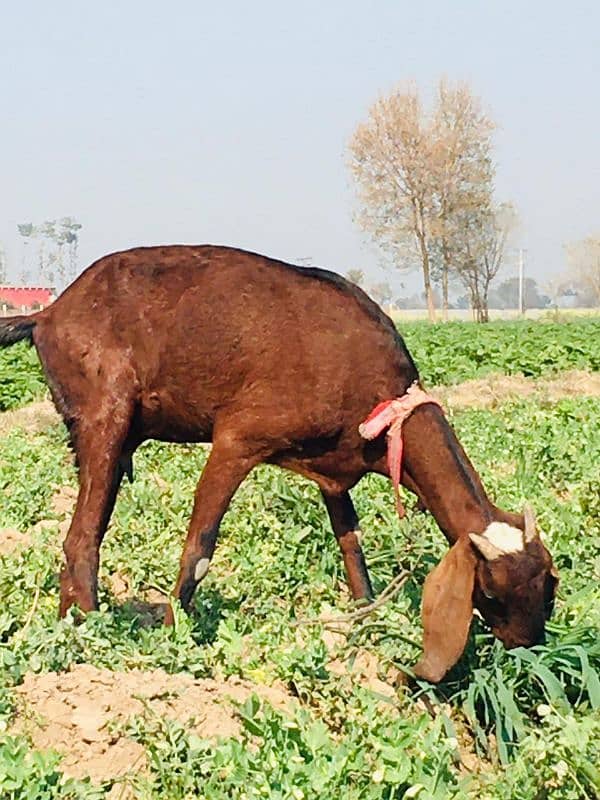 Desi Female Bakri for sale 1