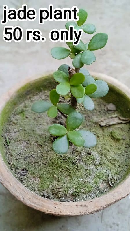 Plants In 50 rs. 1