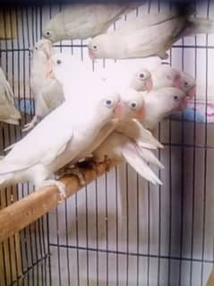 Albino balck eyes breedar pair