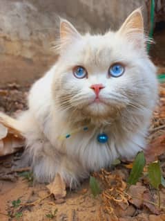 Blue eyes persian female cat