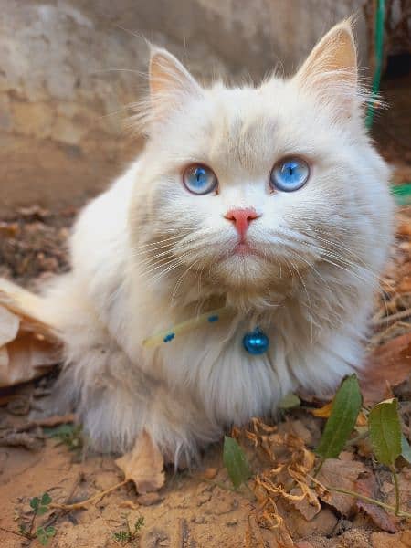 Blue eyes persian female cat 0