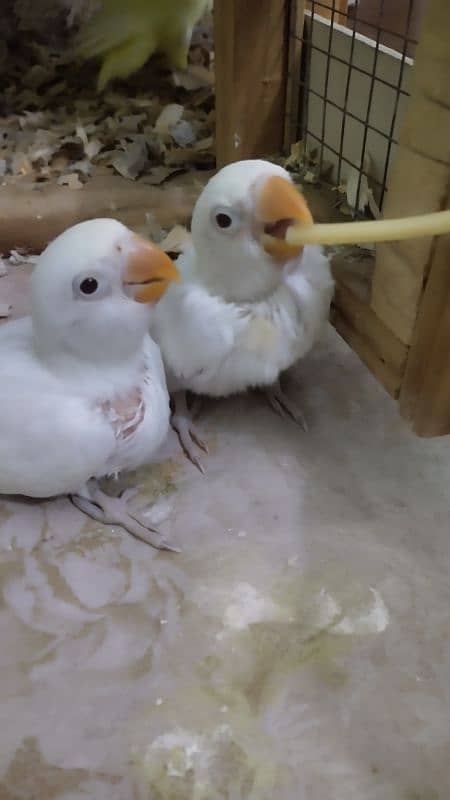 CREAMINO split Albino B2 and DECINO chicks for Hand tame 03214382921 6