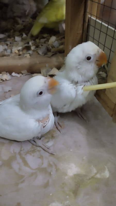 CREAMINO split Albino B2 and DECINO chicks for Hand tame 03214382921 7