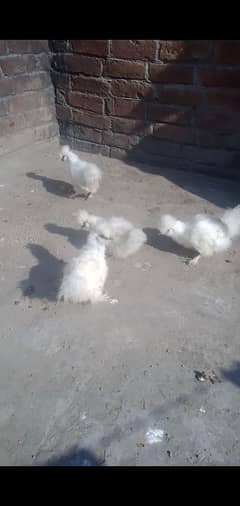 white silky chicks available