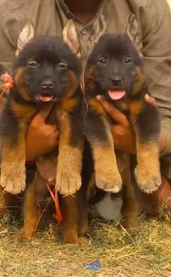 German Shepherd Double Coat puppies for sale / Gsd puppies