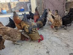 Egg lying Golden Misri and Australorp Cross Chickens For Sale