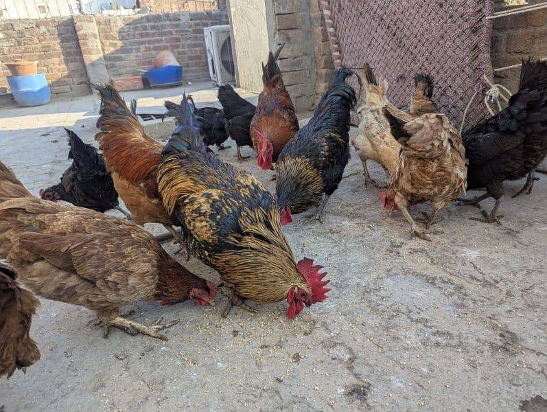 Egg lying Golden Misri and Australorp Cross Chickens For Sale 0