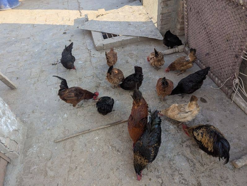 Egg lying Golden Misri and Australorp Cross Chickens For Sale 2