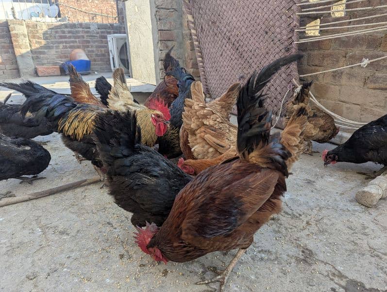 Egg lying Golden Misri and Australorp Cross Chickens For Sale 3