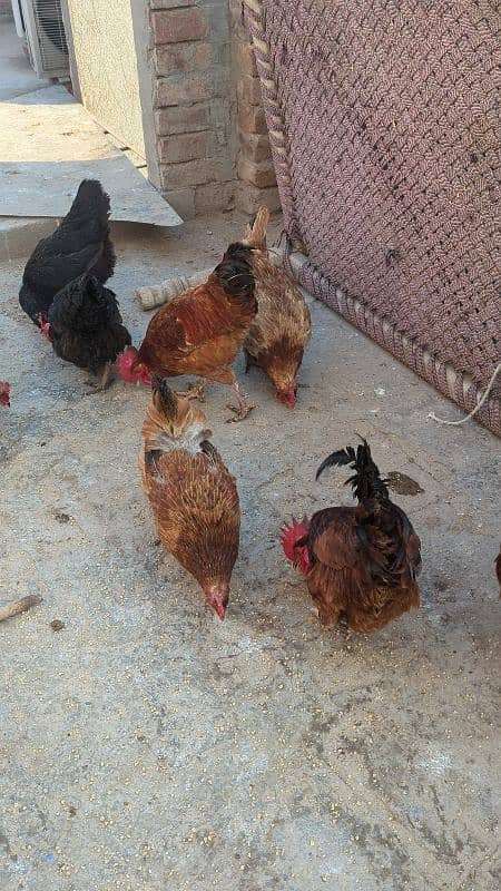 Egg lying Golden Misri and Australorp Cross Chickens For Sale 4