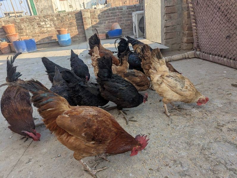 Egg lying Golden Misri and Australorp Cross Chickens For Sale 5