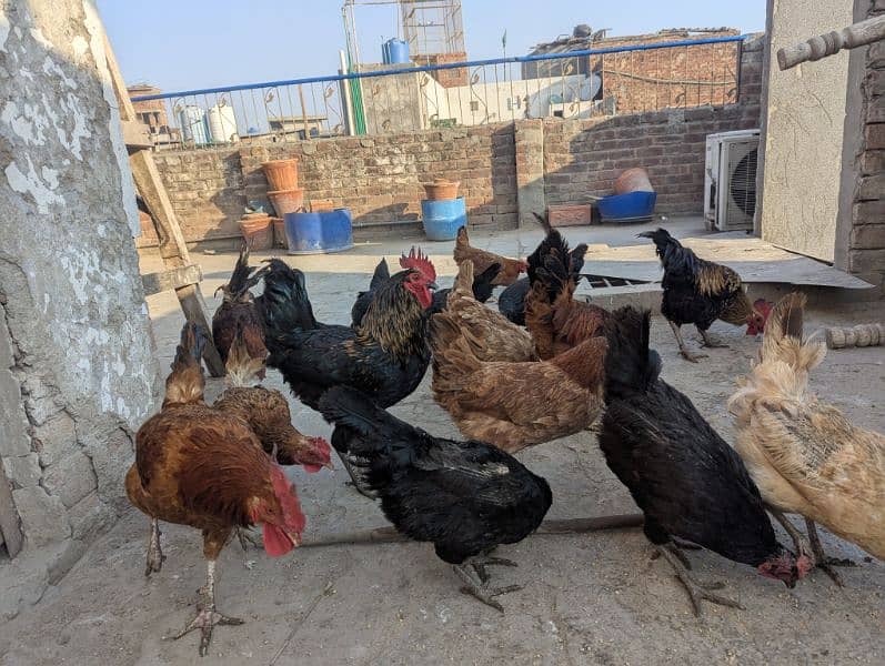 Egg lying Golden Misri and Australorp Cross Chickens For Sale 7