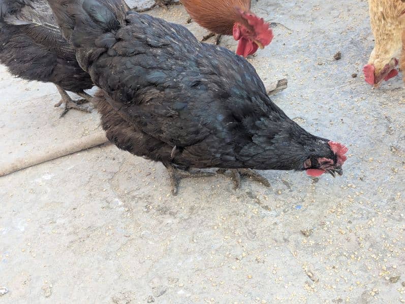 Egg lying Golden Misri and Australorp Cross Chickens For Sale 8