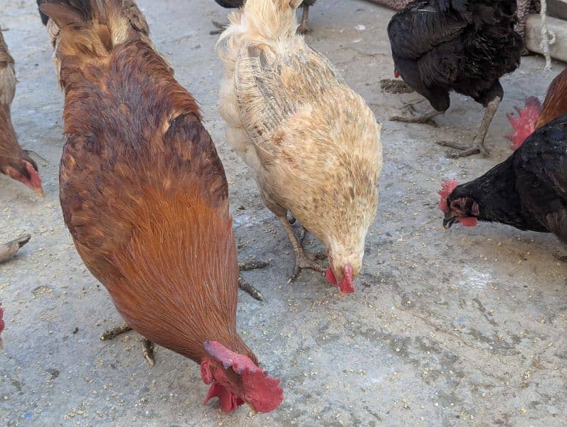 Egg lying Golden Misri and Australorp Cross Chickens For Sale 9