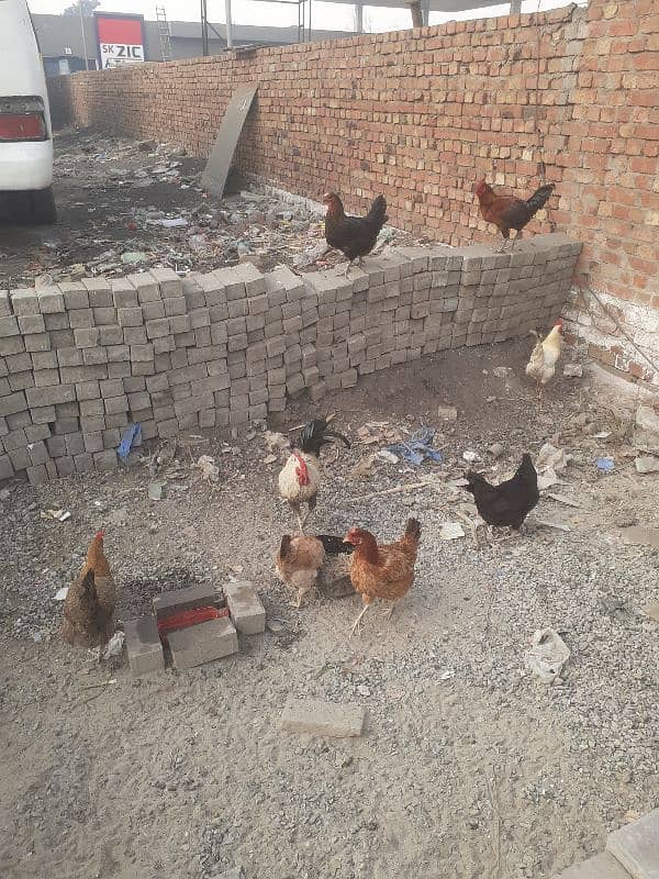 hens for sale 2