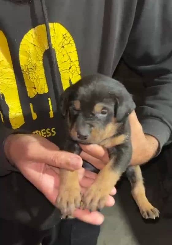 doberman female puppy 1