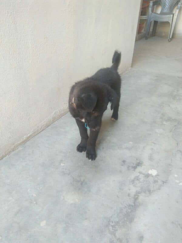 ya black Shepard +baker wal dog ha dobel coat ha exchange possible 1