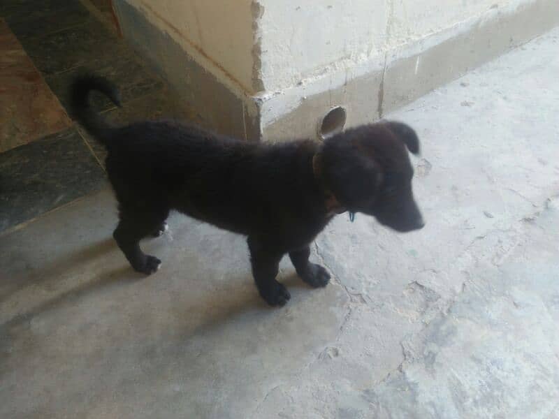 ya black Shepard +baker wal dog ha dobel coat ha exchange possible 2