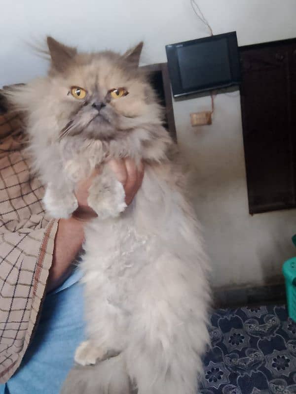 Extreme punch face cat /tripple coated/breeder female 1