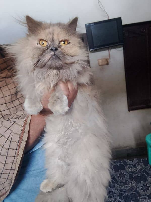 Extreme punch face cat /tripple coated/breeder female 2