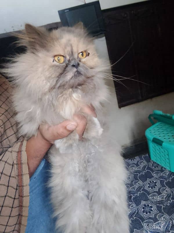 Extreme punch face cat /tripple coated/breeder female 3