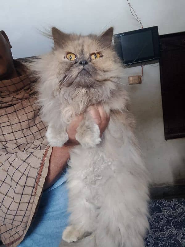 Extreme punch face cat /tripple coated/breeder female 4