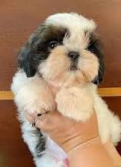 Shih Tzu High Quality Shitzu /Shihtzu Highly Pedigreed available