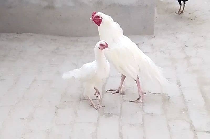 White Aseel Pair For Sale 0