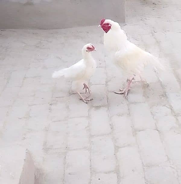 White Aseel Pair For Sale 2