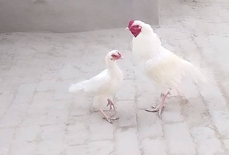 White Aseel Pair For Sale 3