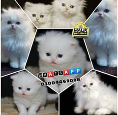 Persian Kittens | Persian Cat | Punch Face Persian | Triple Coated]