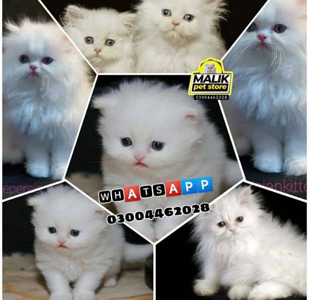 Persian Kittens | Persian Cat | Punch Face Persian | Triple Coated] 0