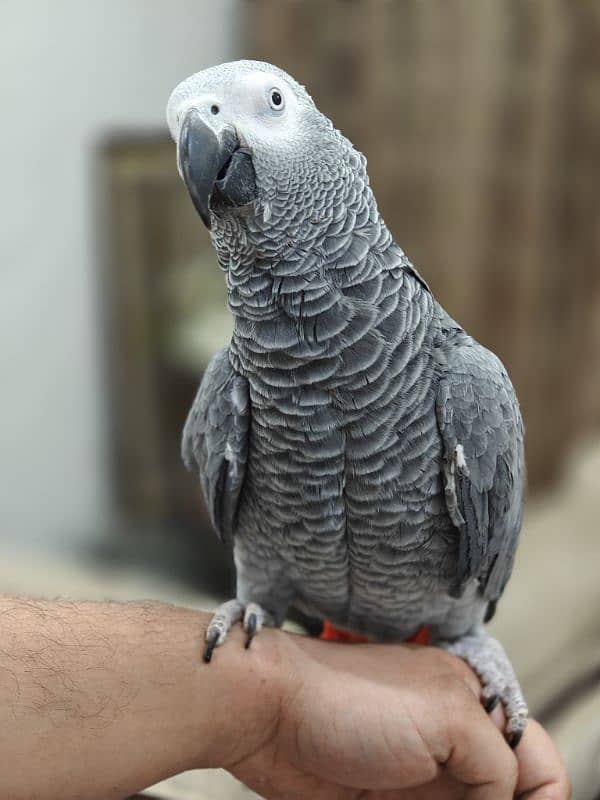 Grey African 2 years Male talking Big Size 0