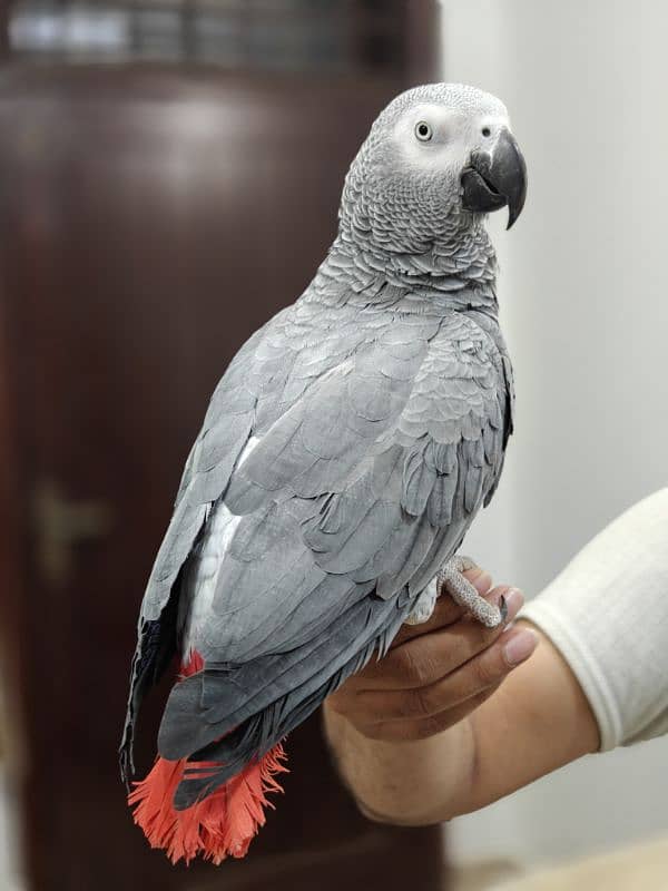 Grey African 2 years Male talking Big Size 1