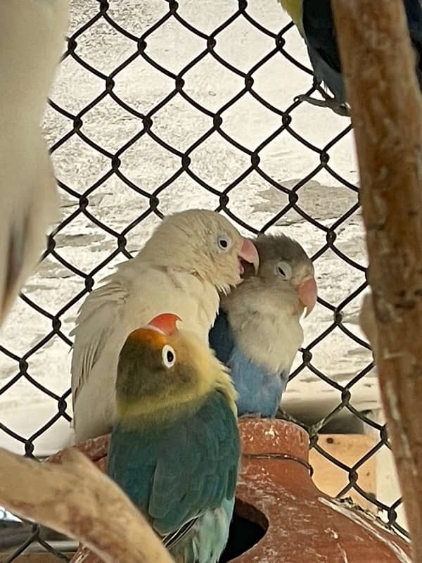 Love Birds Breeder Pairs 4