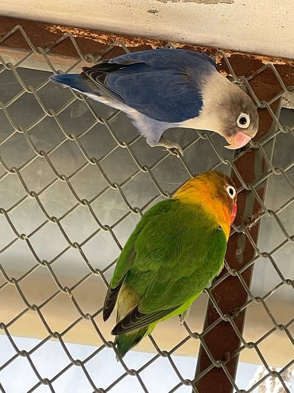 Love Birds Breeder Pairs 7