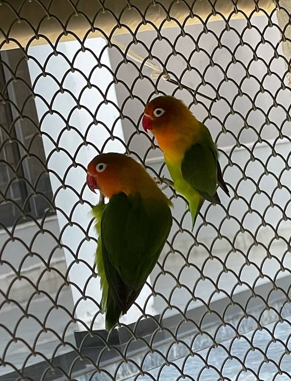 Love Birds Breeder Pairs 8