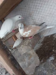 With cage for sale breeder pair  breeder pair red female contact