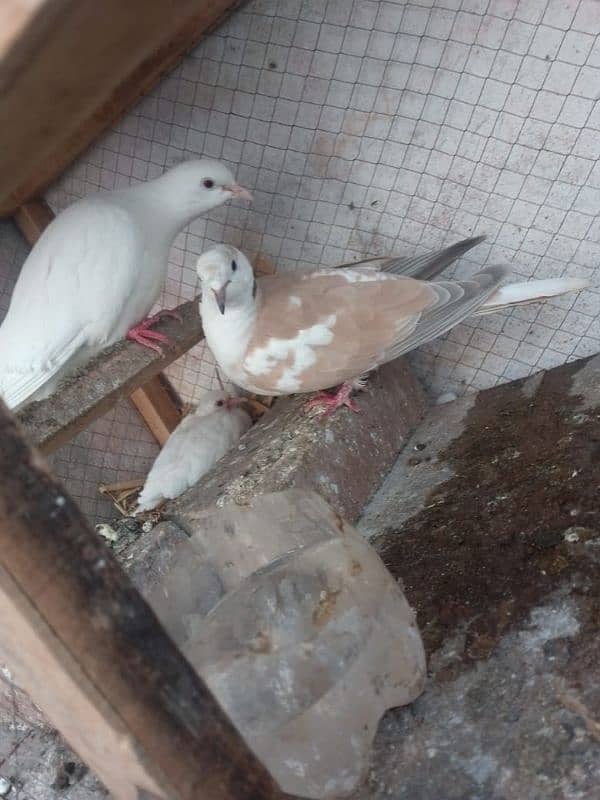 With cage for sale breeder pair  breeder pair red female contact 0