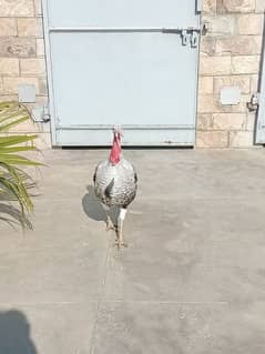 Male Breeder Turkey Bird Jumbo Size