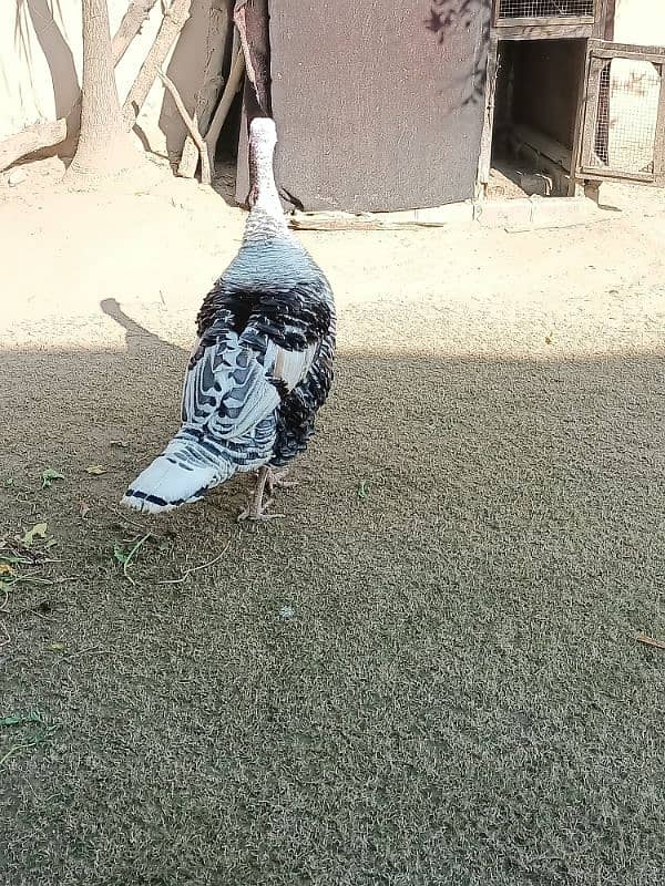 Male Breeder Turkey Bird Jumbo Size Islamabad, Chakwal, Mianwali 1