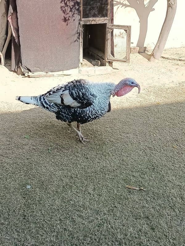 Male Breeder Turkey Bird Jumbo Size Islamabad, Chakwal, Mianwali 2