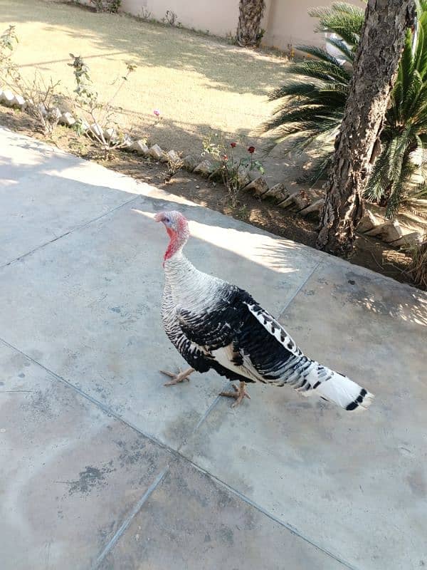 Male Breeder Turkey Bird Jumbo Size Islamabad, Chakwal, Mianwali 3