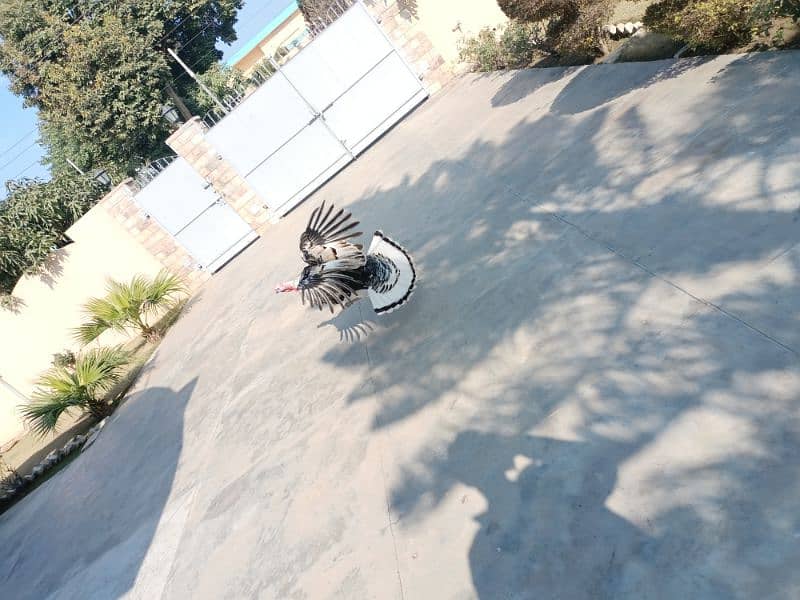 Male Breeder Turkey Bird Jumbo Size Islamabad, Chakwal, Mianwali 4