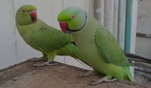 parrots