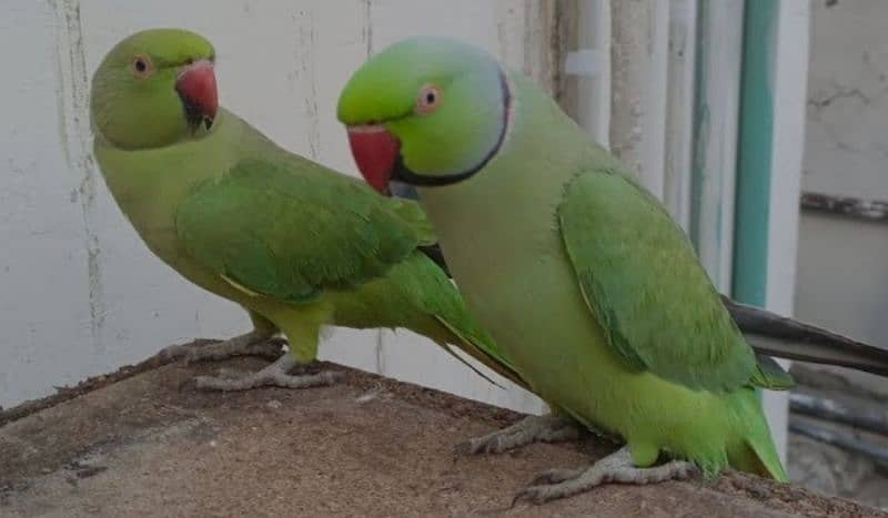 parrots 0