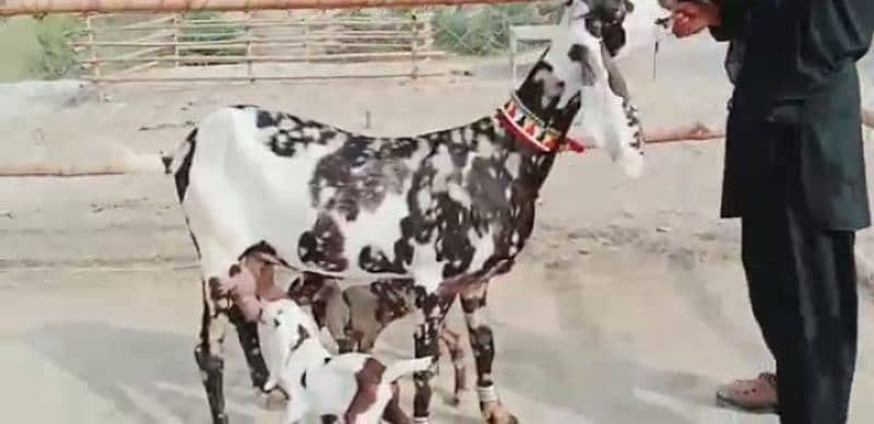 Desi Bakri Our 2 Bacchon Ka Sath For Sale Call me__03126068910 2