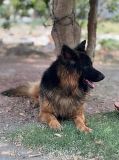 German shepherd