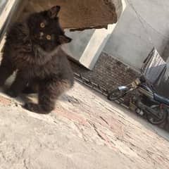 Black Persian cat yellow eyes age 4 month price 4.5 thousand